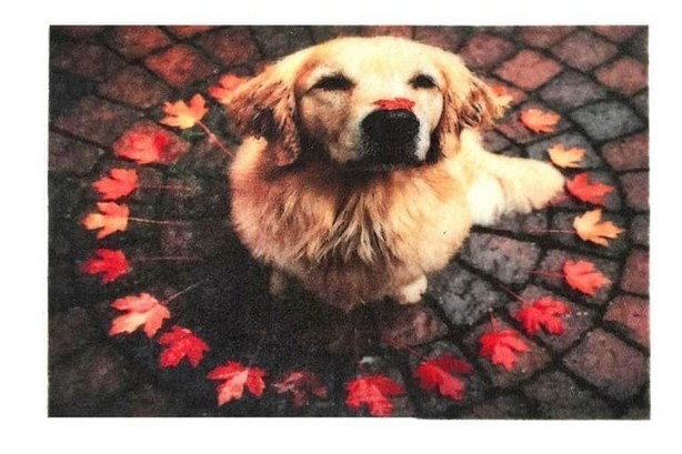 Коврик придверный Izzi Home MAGIC 40x60 GOLDEN Коврик придверный Izzi Home MAGIC 40x60 GOLDEN