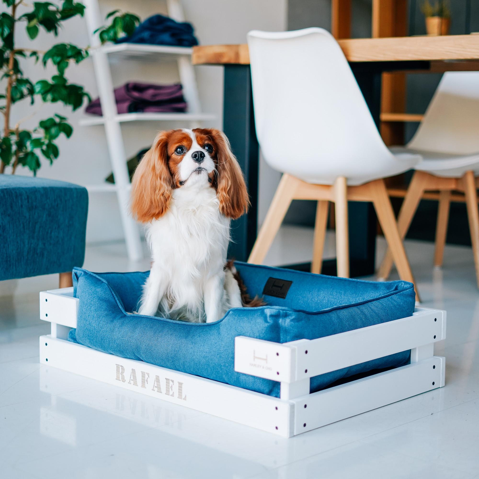 Лежак Dreamer White + Denim S 60x45