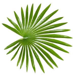 Искусственное растение Fan Palm 120 см фото 3 Искусственное растение Fan Palm 120 см фото 3